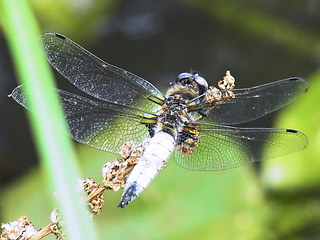 Libellula fulva