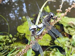 Libellula fulva