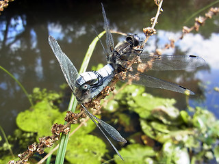 Libellula fulva