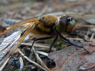 Libellula quadrimaculata