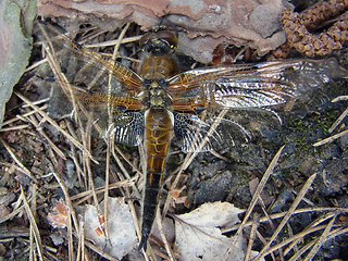 Libellula quadrimaculata