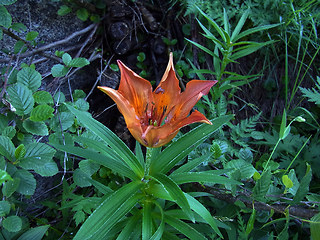 Lilium bulbiferum