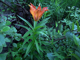 Lilium bulbiferum