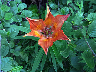 Lilium bulbiferum