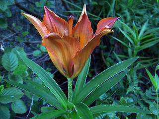 Lilium bulbiferum