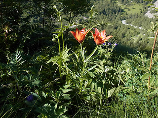 Lilium bulbiferum