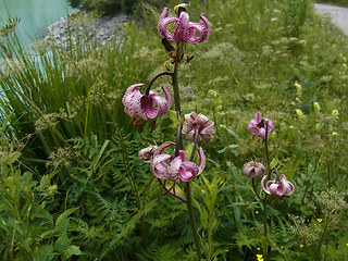 Lilium martagon