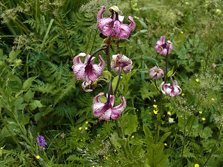 Lilium martagon