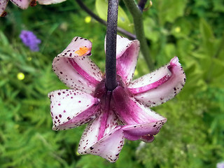 Lilium martagon