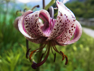 Lilium martagon