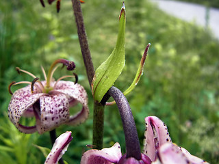 Lilium martagon