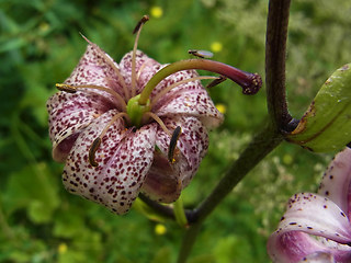 Lilium martagon