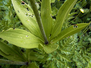 Lilium martagon