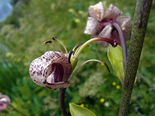 Lilium martagon