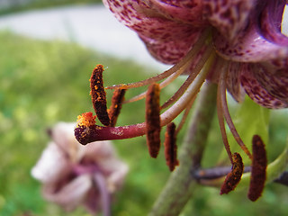 Lilium martagon