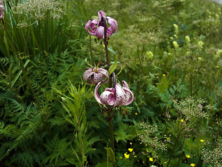 Lilium martagon