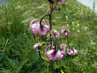 Lilium martagon