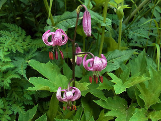 Lilium martagon