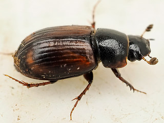 Limarus zenkeri