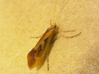 Limnephilus rhombicus