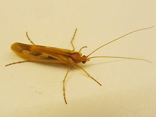 Limnephilus rhombicus