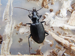 Limodromus assimilis