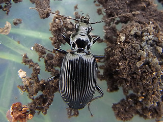 Limodromus assimilis