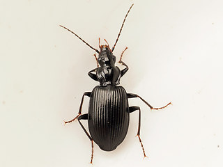 Limodromus assimilis