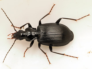 Limodromus assimilis