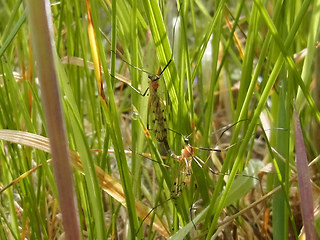 Limonia nigropunctata