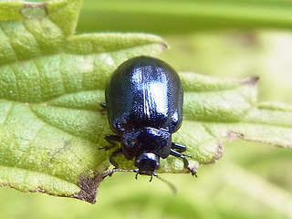 Linaeidea aenea