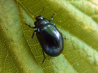 Linaeidea aenea