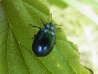 Linaeidea aenea