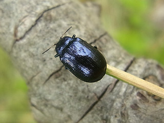 Linaeidea aenea