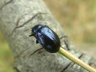 Linaeidea aenea