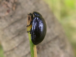 Linaeidea aenea