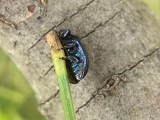 Linaeidea aenea