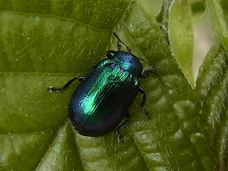 Linaeidea aenea