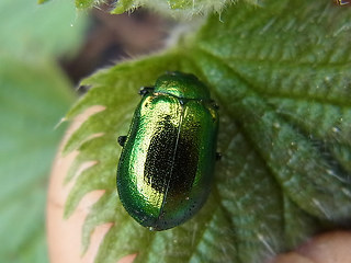 Linaeidea aenea