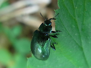 Linaeidea aenea