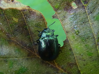 Linaeidea aenea