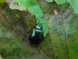 Linaeidea aenea