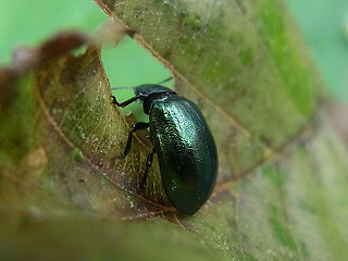 Linaeidea aenea