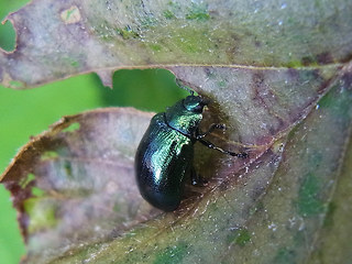 Linaeidea aenea