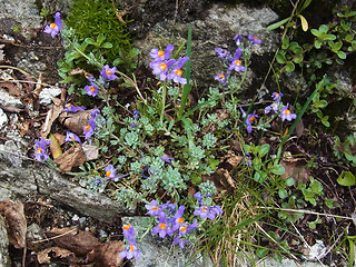 Linaria alpina