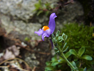 Linaria alpina