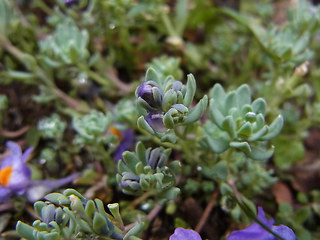 Linaria alpina