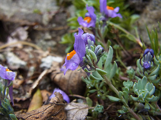 Linaria alpina