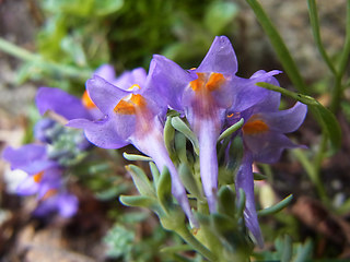 Linaria alpina