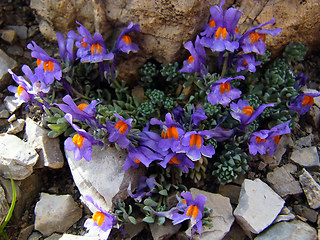 Linaria alpina